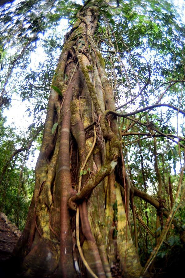 Ecolodge Las Nubes Chiapas La Fortuna Gallo Giro ภายนอก รูปภาพ